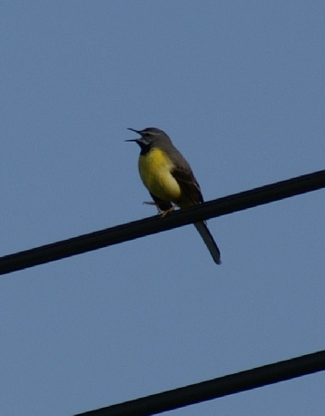 ホタル&横岳080613 235 のリサイズ画像.jpg