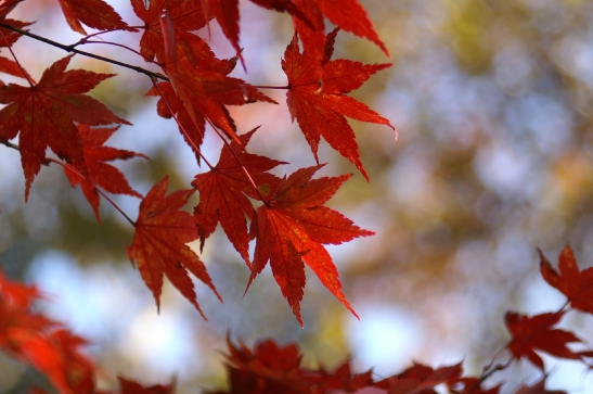 高尾紅葉081123 169 のリサイズ画像.jpg