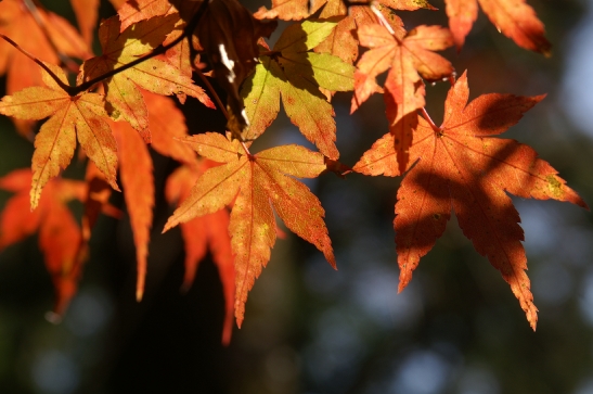 高尾紅葉081123 204 のリサイズ画像.jpg