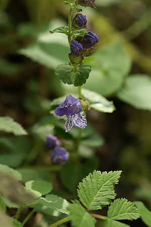 mdt_PICT0132.jpg