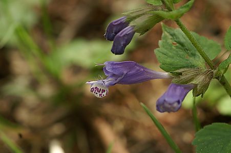 mdt_PICT0318.jpg