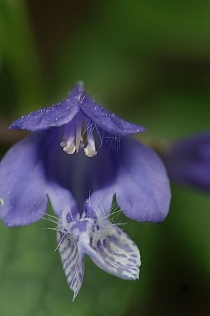 mdt_PICT0346.jpg